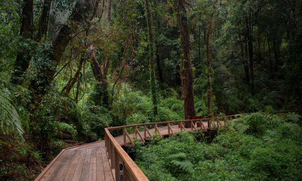 ¡Chile lindo! Patrimonio natural del país llega a Japón para inspirar al mundo en la Expo Osaka 2025 como ejemplos de conservación