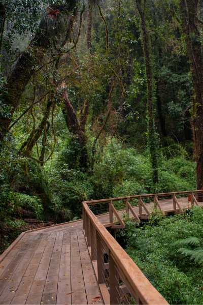 ¡Chile lindo! Patrimonio natural del país llega a Japón para inspirar al mundo en la Expo Osaka 2025 como ejemplos de conservación