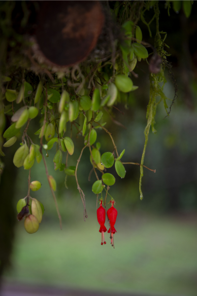 Parque Pirinel: un nuevo espacio de conservación